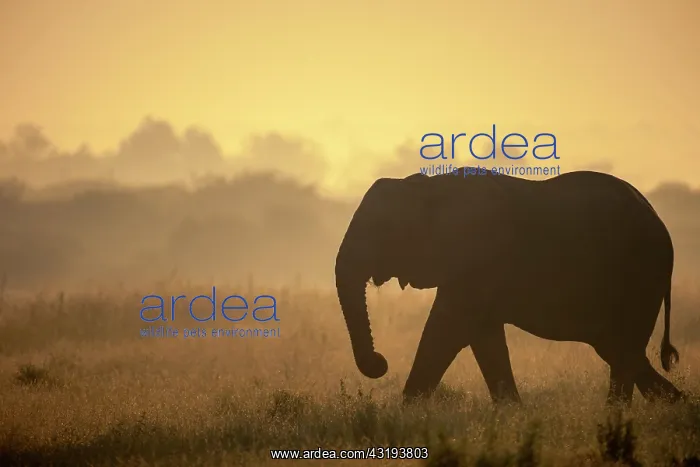 : African bush elephant or African savanna elephant : African bush elephant or African savanna elephant