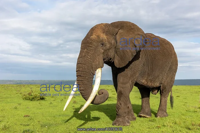 : AFRICAN BUSH ELEPHANT OR AFRICAN SAVANNA ELEPHANT : AFRICAN BUSH ELEPHANT OR AFRICAN SAVANNA ELEPHANT