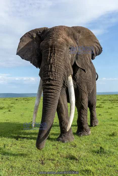 : AFRICAN BUSH ELEPHANT OR AFRICAN SAVANNA ELEPHANT : AFRICAN BUSH ELEPHANT OR AFRICAN SAVANNA ELEPHANT