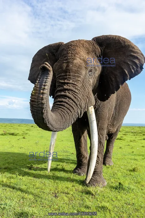 : AFRICAN BUSH ELEPHANT OR AFRICAN SAVANNA ELEPHANT : AFRICAN BUSH ELEPHANT OR AFRICAN SAVANNA ELEPHANT