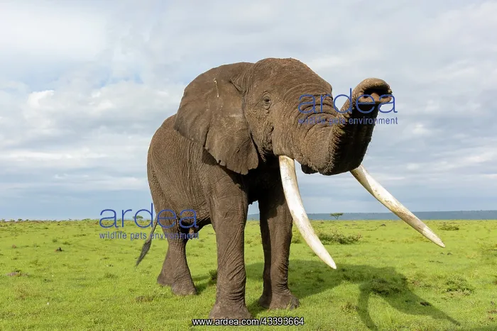 : AFRICAN BUSH ELEPHANT OR AFRICAN SAVANNA ELEPHANT : AFRICAN BUSH ELEPHANT OR AFRICAN SAVANNA ELEPHANT