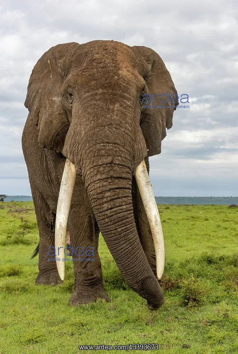: AFRICAN BUSH ELEPHANT OR AFRICAN SAVANNA ELEPHANT : AFRICAN BUSH ELEPHANT OR AFRICAN SAVANNA ELEPHANT