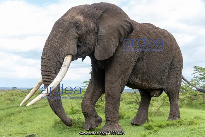 : AFRICAN BUSH ELEPHANT OR AFRICAN SAVANNA ELEPHANT : AFRICAN BUSH ELEPHANT OR AFRICAN SAVANNA ELEPHANT