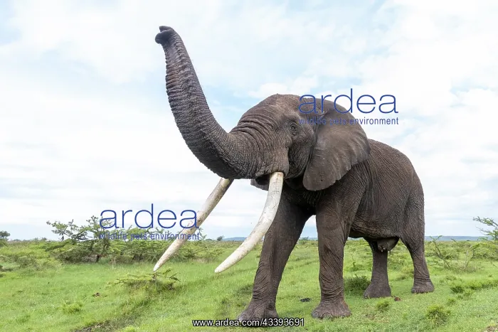  : AFRICAN BUSH ELEPHANT OR AFRICAN SAVANNA ELEPHANT