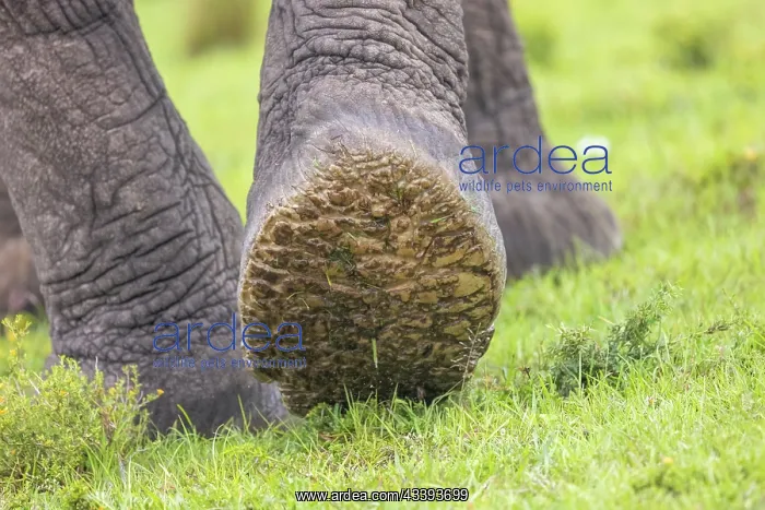  : AFRICAN BUSH ELEPHANT OR AFRICAN SAVANNA ELEPHANT