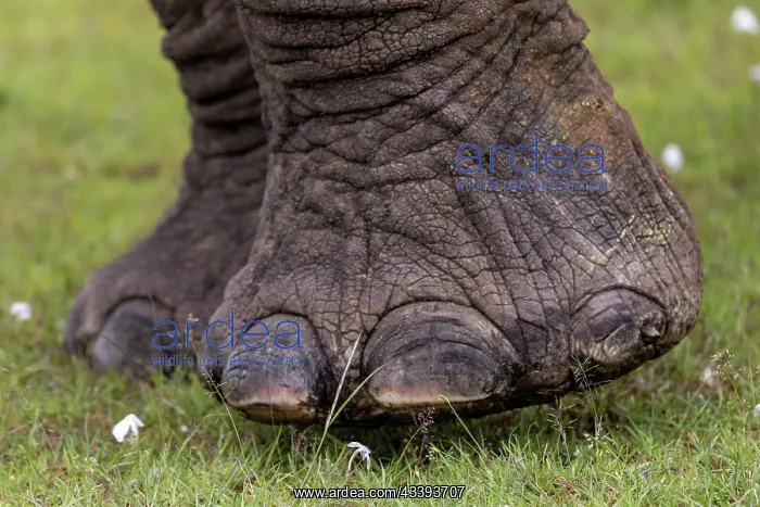 : AFRICAN BUSH ELEPHANT OR AFRICAN SAVANNA ELEPHANT : AFRICAN BUSH ELEPHANT OR AFRICAN SAVANNA ELEPHANT
