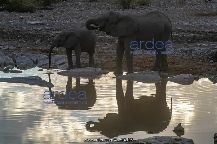 : AFRICAN BUSH ELEPHANT OR AFRICAN SAVANNA ELEPHANT : AFRICAN BUSH ELEPHANT OR AFRICAN SAVANNA ELEPHANT