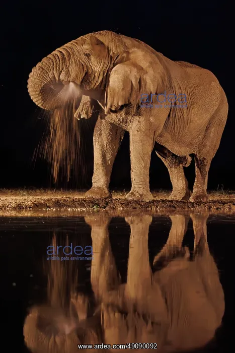 : AFRICAN BUSH ELEPHANT OR AFRICAN SAVANNA ELEPHANT : AFRICAN BUSH ELEPHANT OR AFRICAN SAVANNA ELEPHANT