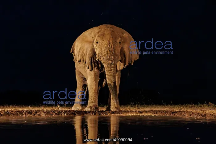 : AFRICAN BUSH ELEPHANT OR AFRICAN SAVANNA ELEPHANT : AFRICAN BUSH ELEPHANT OR AFRICAN SAVANNA ELEPHANT