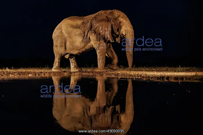 : AFRICAN BUSH ELEPHANT OR AFRICAN SAVANNA ELEPHANT : AFRICAN BUSH ELEPHANT OR AFRICAN SAVANNA ELEPHANT