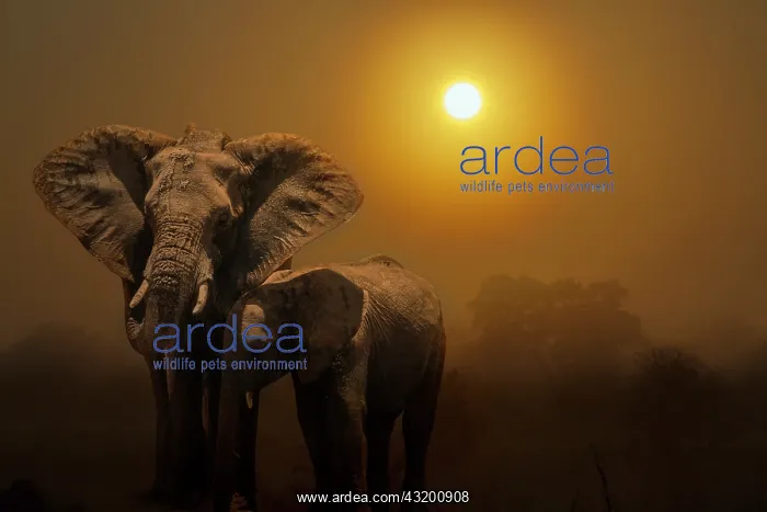 : African bush elephant female (Loxodonta africana) : African bush elephant female (Loxodonta africana)