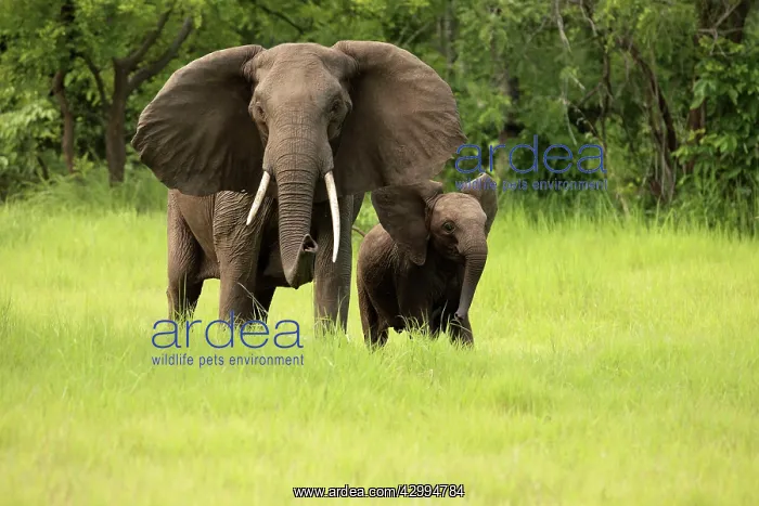 : African Bush Elephant - female with young calf : African Bush Elephant - female with young calf
