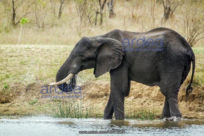 : African bush elephant in Kruger National park : African bush elephant in Kruger National park