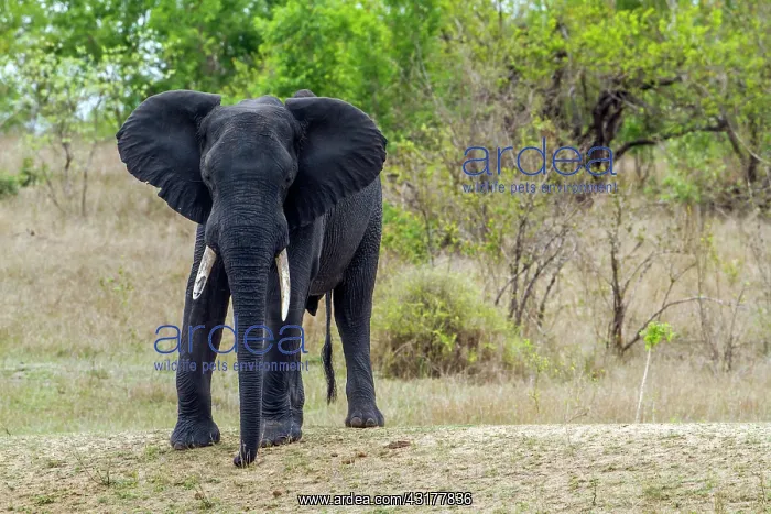 : African bush elephant in Kruger National park : African bush elephant in Kruger National park
