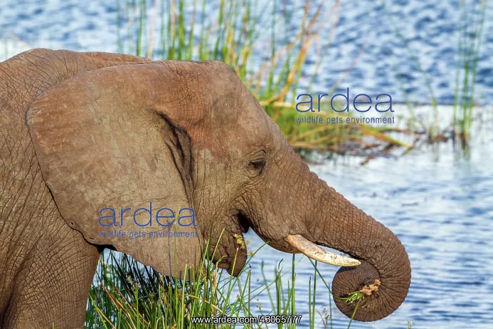 : African bush elephant in Kruger National park, South : African bush elephant in Kruger National park, South