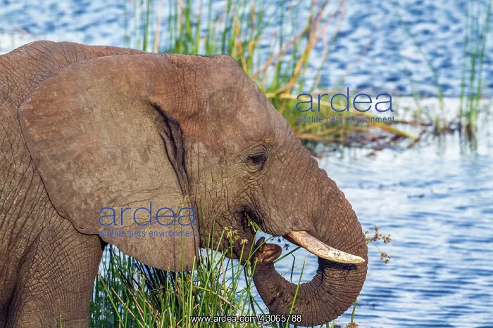 : African bush elephant in Kruger National park, South : African bush elephant in Kruger National park, South