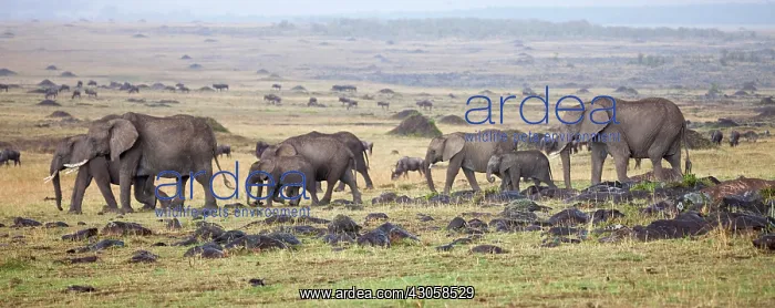 : African Bush Elephant (Loxodonta africana) : African Bush Elephant (Loxodonta africana)
