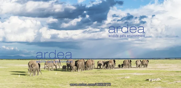 : African bush elephant (Loxodonta africana) : African bush elephant (Loxodonta africana)