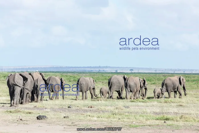 : African bush elephant (Loxodonta africana) : African bush elephant (Loxodonta africana)