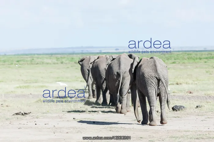 : African bush elephant (Loxodonta africana) : African bush elephant (Loxodonta africana)