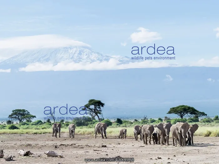 : African bush elephant (Loxodonta africana) : African bush elephant (Loxodonta africana)