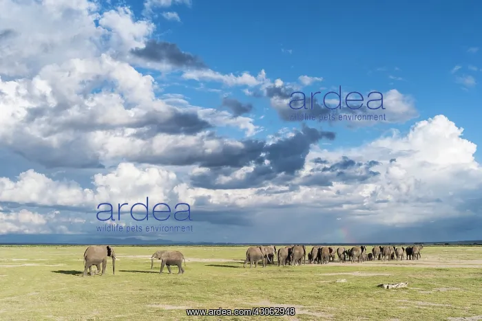 : African bush elephant (Loxodonta africana) : African bush elephant (Loxodonta africana)