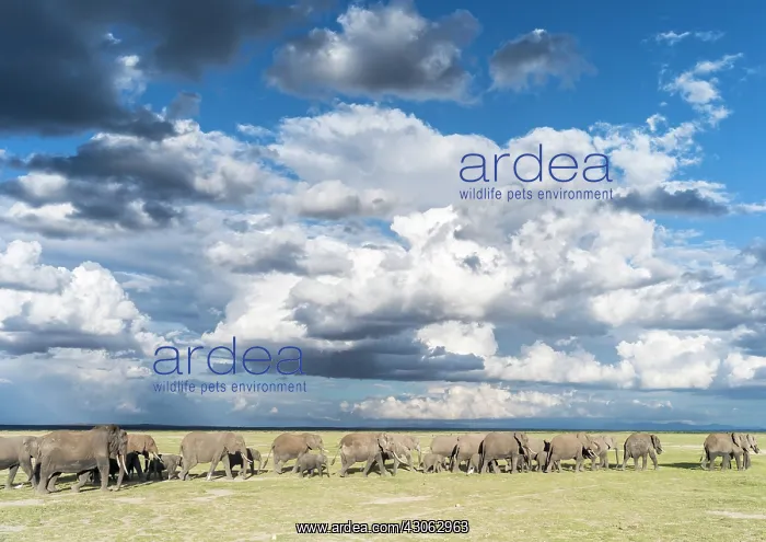 : African bush elephant (Loxodonta africana) : African bush elephant (Loxodonta africana)