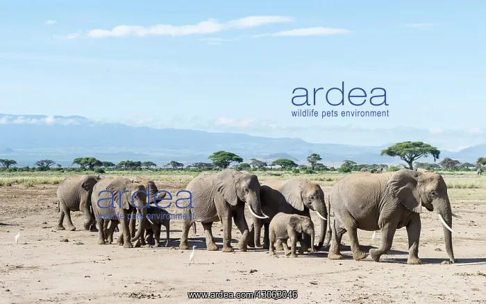 : African bush elephant (Loxodonta africana) : African bush elephant (Loxodonta africana)