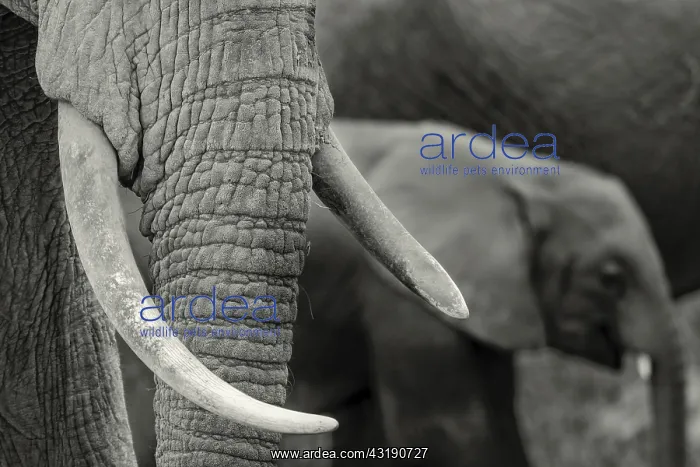 : African bush elephant (Loxodonta africana) detail : African bush elephant (Loxodonta africana) detail