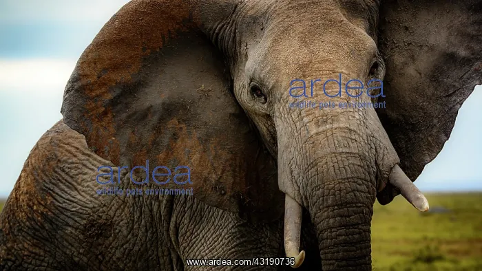 : African bush elephant (Loxodonta africana). Amboseli : African bush elephant (Loxodonta africana). Amboseli