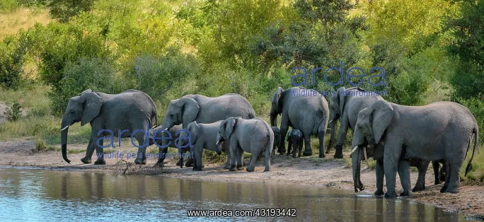 : African bush elephant (Loxodonta africana), also : African bush elephant (Loxodonta africana), also