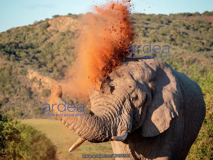 : African bush elephant (Loxodonta africana), or African : African bush elephant (Loxodonta africana), or African