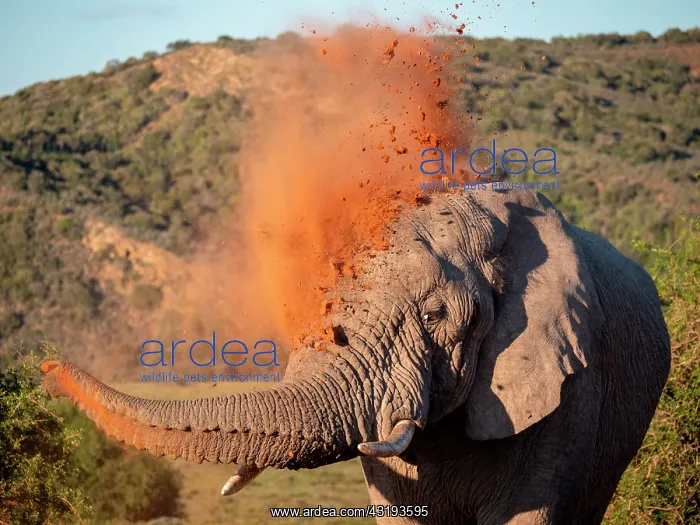  : African bush elephant (Loxodonta africana), or African