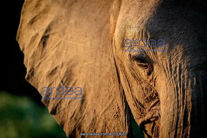 : African bush elephant (Loxodonta africana), also : African bush elephant (Loxodonta africana), also