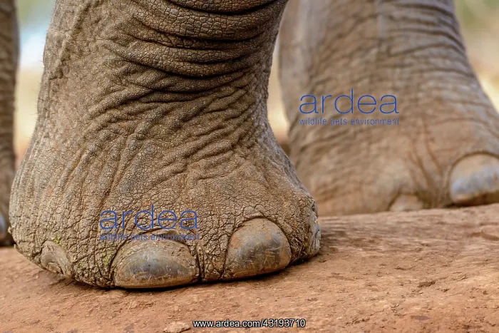 : African Bush Elephant (Loxodonta africana). Detail : African Bush Elephant (Loxodonta africana). Detail