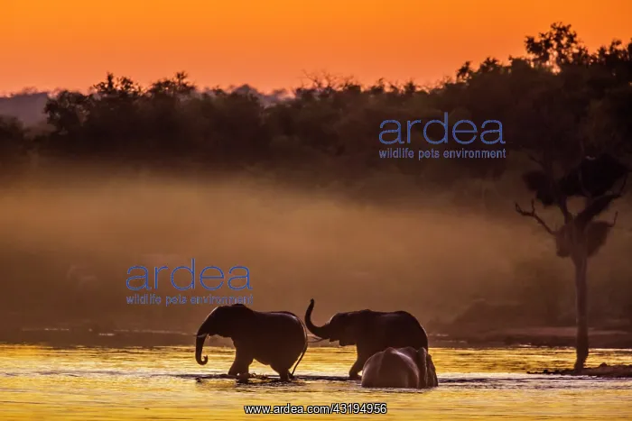 : Three African bush elephant (Loxodonta africana) : Three African bush elephant (Loxodonta africana)