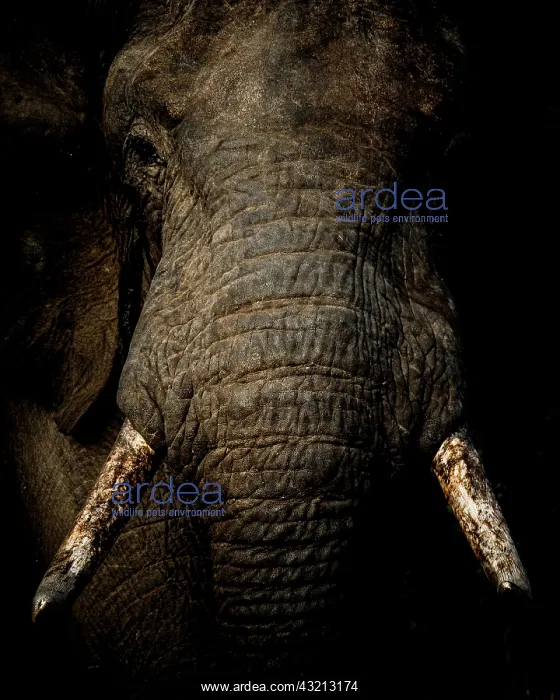  : African bush elephant (Loxodonta africana), or African