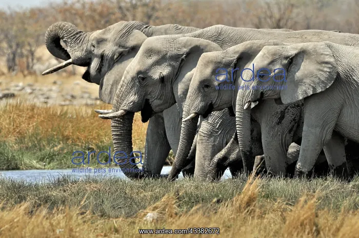 : African Bush Elephant (Loxodonta africana), Savanna : African Bush Elephant (Loxodonta africana), Savanna