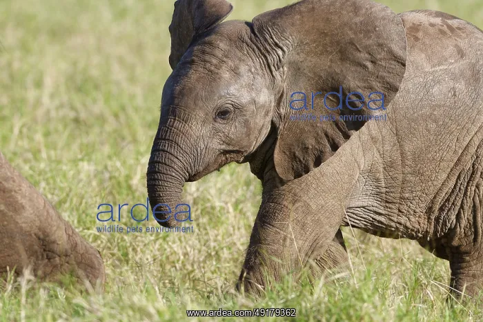 : African bush elephant (Loxodonta africana) : African bush elephant (Loxodonta africana)