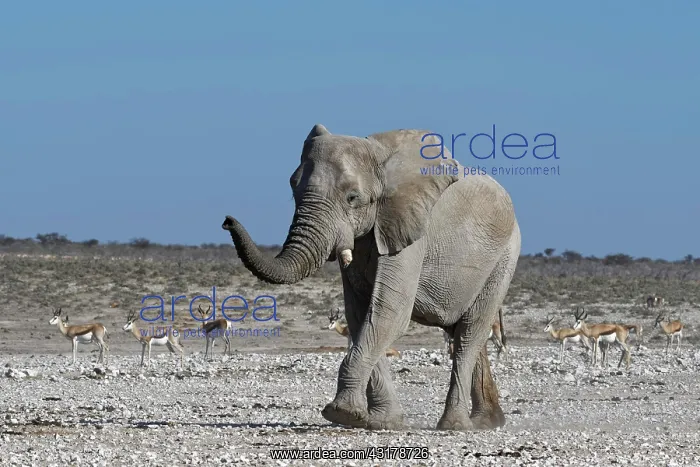 : African bush elephant (Loxodonta africana), adult : African bush elephant (Loxodonta africana), adult