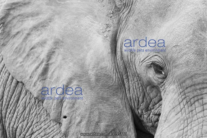 : African Bush Elephant (Loxodonta africana), adult : African Bush Elephant (Loxodonta africana), adult