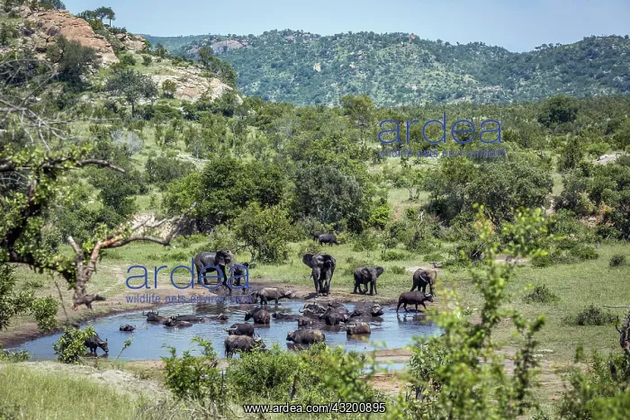 : African bush elephant (Loxodonta africana) and african : African bush elephant (Loxodonta africana) and african