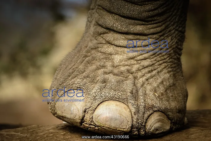: African bush elephant (Loxodonta africana) details : African bush elephant (Loxodonta africana) details