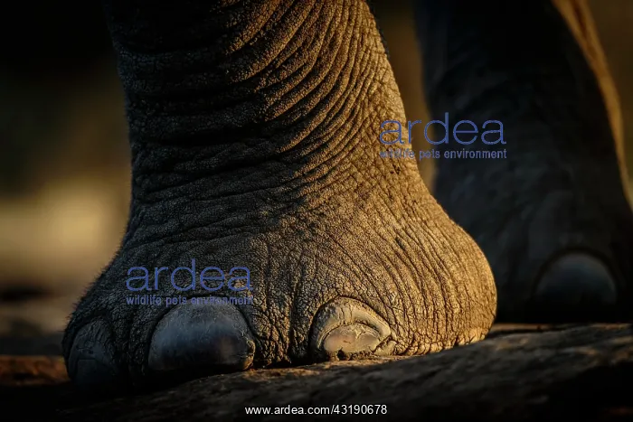 : African bush elephant (Loxodonta africana) details : African bush elephant (Loxodonta africana) details