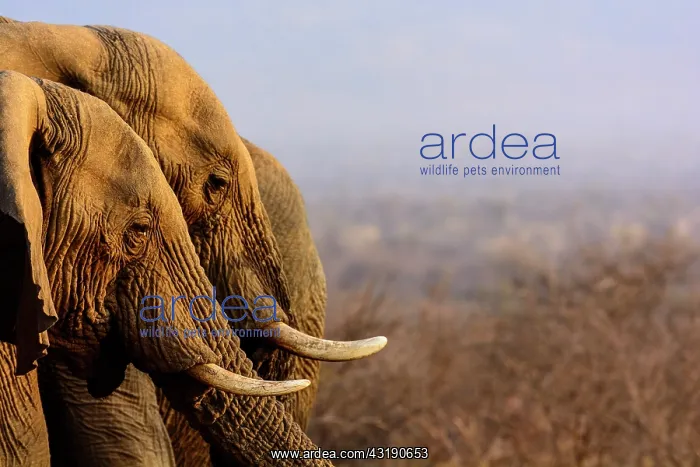 : African bush elephant (Loxodonta africana) drinking : African bush elephant (Loxodonta africana) drinking