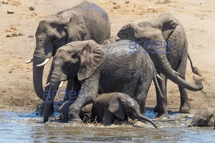 : African Bush Elephant (Loxodonta africana), a herd : African Bush Elephant (Loxodonta africana), a herd