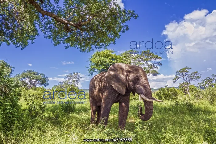 : African bush elephant (Loxodonta africana) in Kruger : African bush elephant (Loxodonta africana) in Kruger