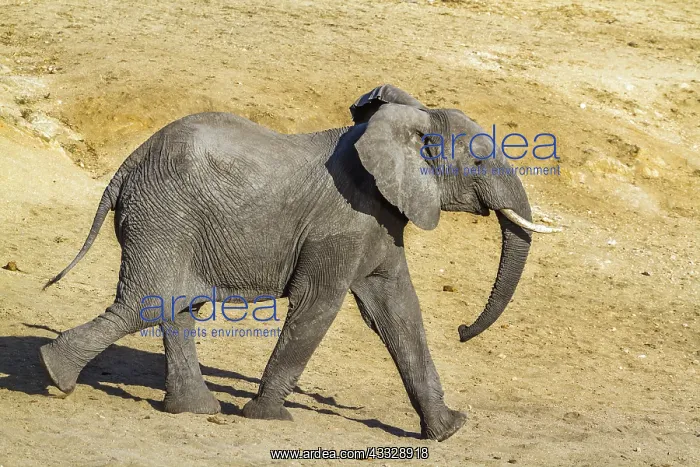  : African bush elephant (Loxodonta africana) in Kruger