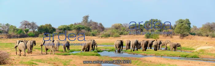 : African bush elephant (Loxodonta africana), Ruaha : African bush elephant (Loxodonta africana), Ruaha