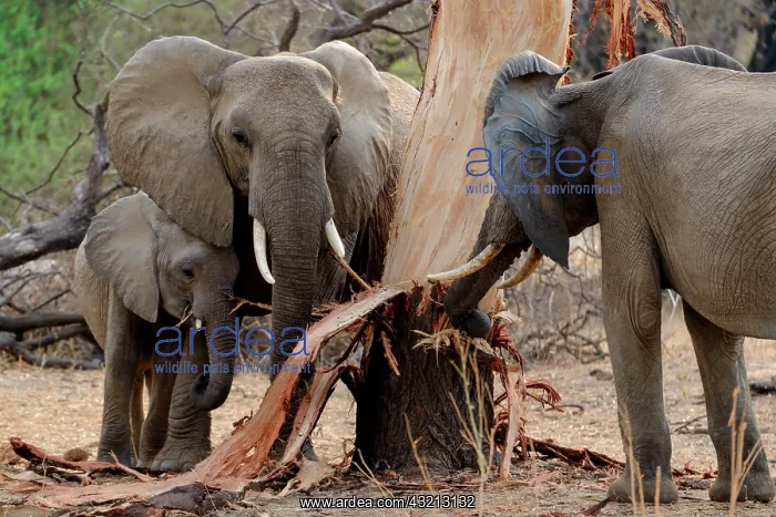 : African bush elephant (Loxodonta africana) stripping : African bush elephant (Loxodonta africana) stripping